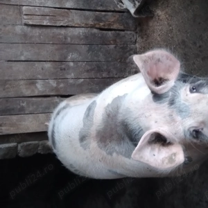 Porci de vanzare - imagine 3