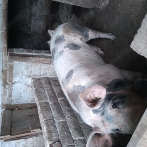 Porci de vanzare - imagine 5