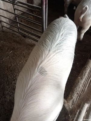 3 masculi și 3 femele de tăiat  - imagine 4