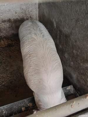 3 masculi și 3 femele de tăiat  - imagine 2