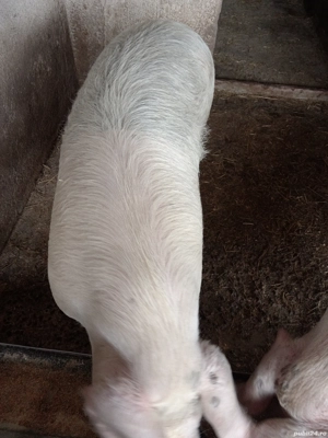 3 masculi și 3 femele de tăiat  - imagine 5