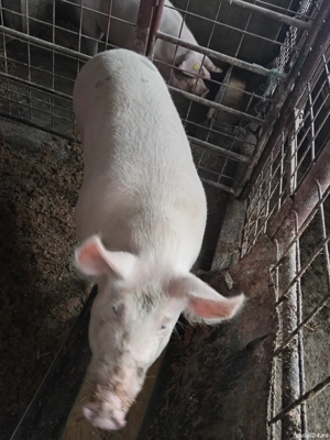 3 masculi și 3 femele de tăiat  - imagine 3