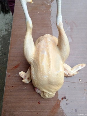 Pui de carne crescuți bio - imagine 3