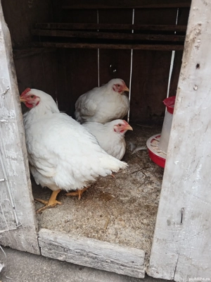 Pui de carne crescuți bio