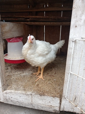 Pui de carne crescuți bio - imagine 4