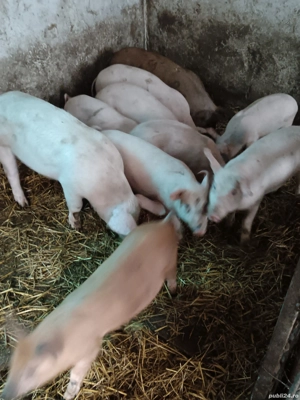 vand purcei  - imagine 2