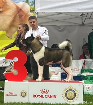 american akita - imagine 2