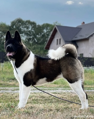 american akita - imagine 3