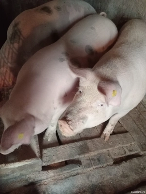 vând porci 