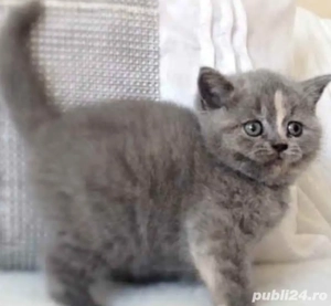 British Shorthair 