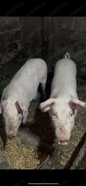 Scroafe de vânzare - imagine 2