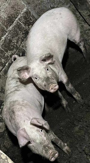 Scroafe de vânzare - imagine 3