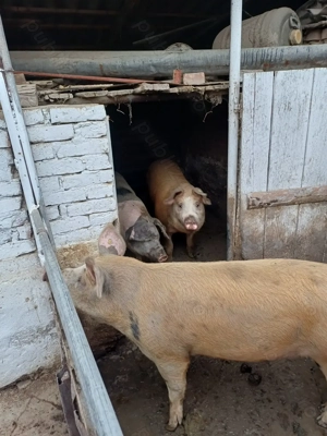 Porci de vanzare ,rasa Duroc 
