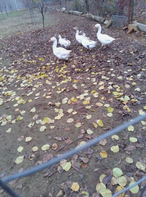 Vând gâște românești tinere