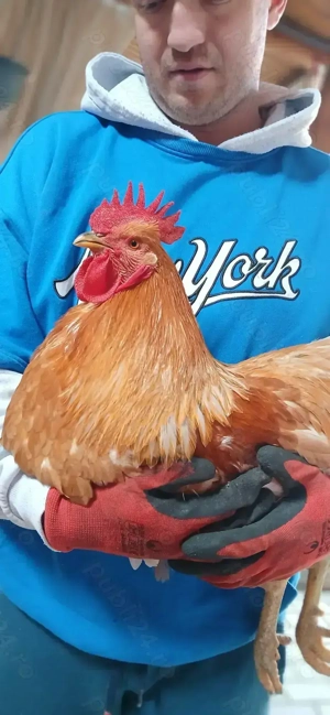 De vanzare cocoși!!