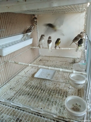 Vând canari Timbrado clasic  - imagine 2