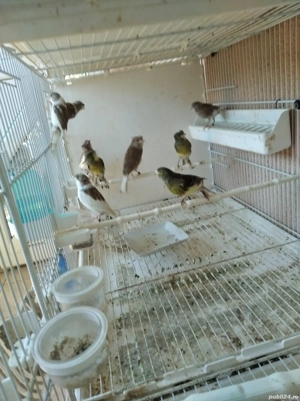 Vând canari Timbrado clasic  - imagine 4