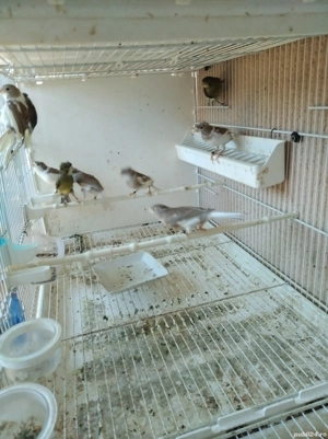 Vând canari Timbrado clasic  - imagine 3