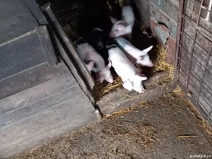 Purcei 6 săptămâni - imagine 3