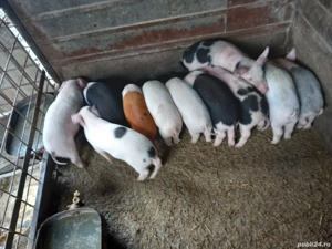 Purcei 6 săptămâni - imagine 2