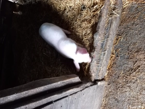 Purcei 6 săptămâni - imagine 4