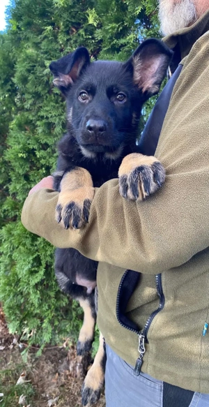 Vând pui ciobănesc german linie de lucru 