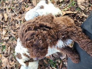 Vând cateii de lagotto romagnolo din părinții cautatori de trufa