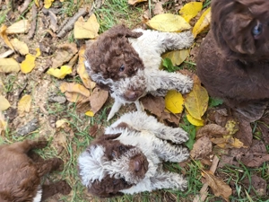 Vând cateii de lagotto romagnolo din părinții cautatori de trufa - imagine 3