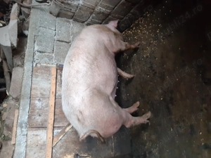 Porc de vanzare - imagine 2