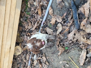 Vând cateii de lagotto romagnolo din părinții cautatori de trufa - imagine 2