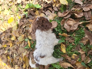 Vând cateii de lagotto romagnolo din părinții cautatori de trufa - imagine 4