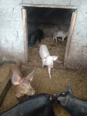 Porci de vânzare  - imagine 3