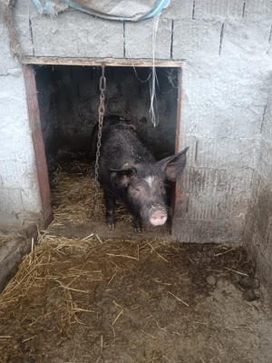 De vânzare  - imagine 3