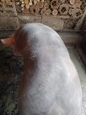 Vând porc pietrean belgian