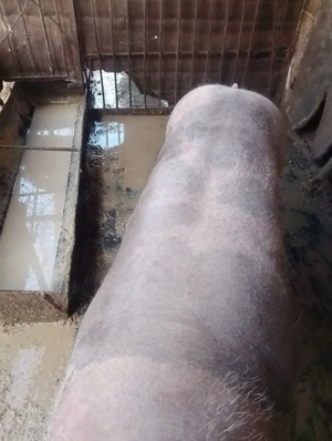 Vând porc pietrean belgian - imagine 3