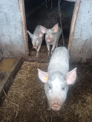 De vânzare  - imagine 2