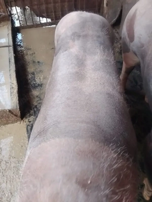 Vând porc pietrean belgian - imagine 4