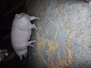 Porc de vanzare  - imagine 2