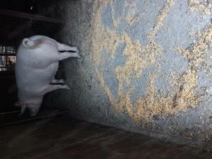 Porc de carne de vanzare 