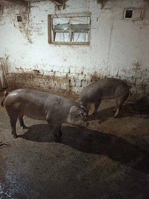 Porci pentru sacrificat 