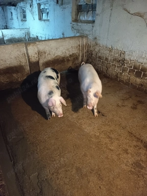 Porci pentru sacrificat  - imagine 3