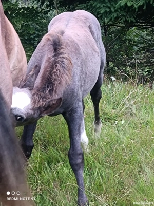 Mânze de vânzare  - imagine 3