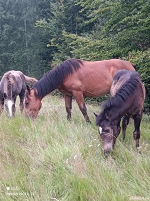 Mânze de vânzare  - imagine 4