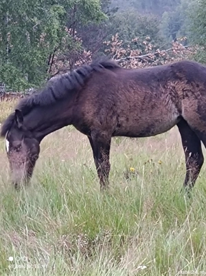 Mânze de vânzare  - imagine 2