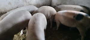 Porcii de vânzare crescuți cu cereale 