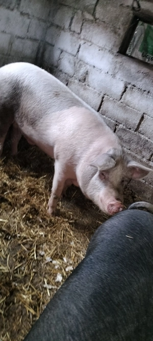 Porcii de vânzare crescuți cu cereale  - imagine 4