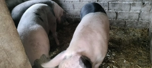 Porcii de vânzare crescuți cu cereale  - imagine 3