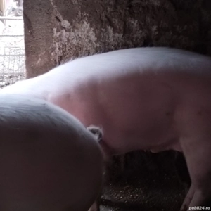 Porci grasi - imagine 4