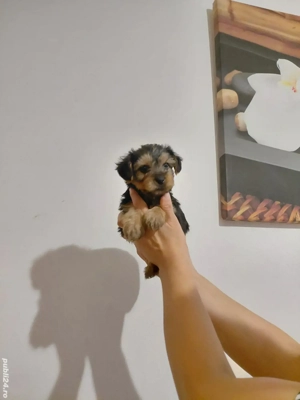 yorkshire terrier baietel