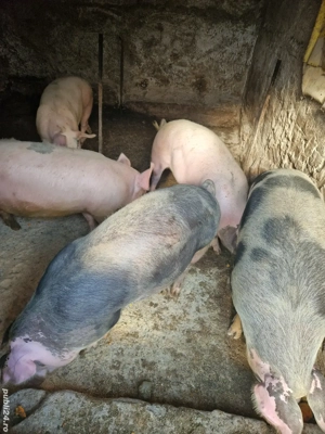 Vând porci !  - imagine 2